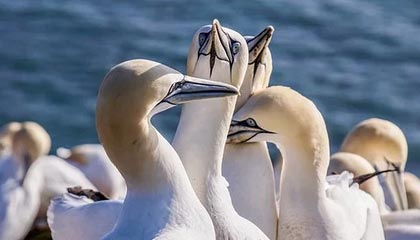 利物浦领跑格伊争夺战，切尔西阿森纳等队也可能参与竞争