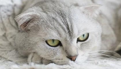 英超第14!鲁尼心痛:曼联应该清洗10-15人,仅2人能留下